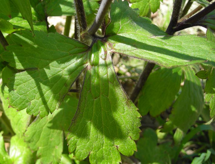 Ranunculus del gruppo bulbosus